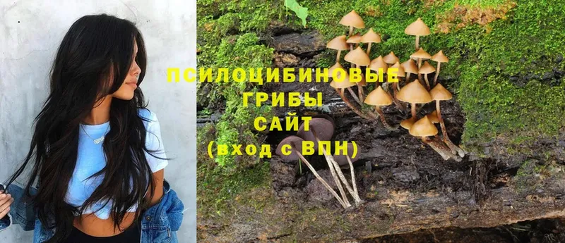 Псилоцибиновые грибы Psilocybe  kraken   Бутурлиновка  купить  